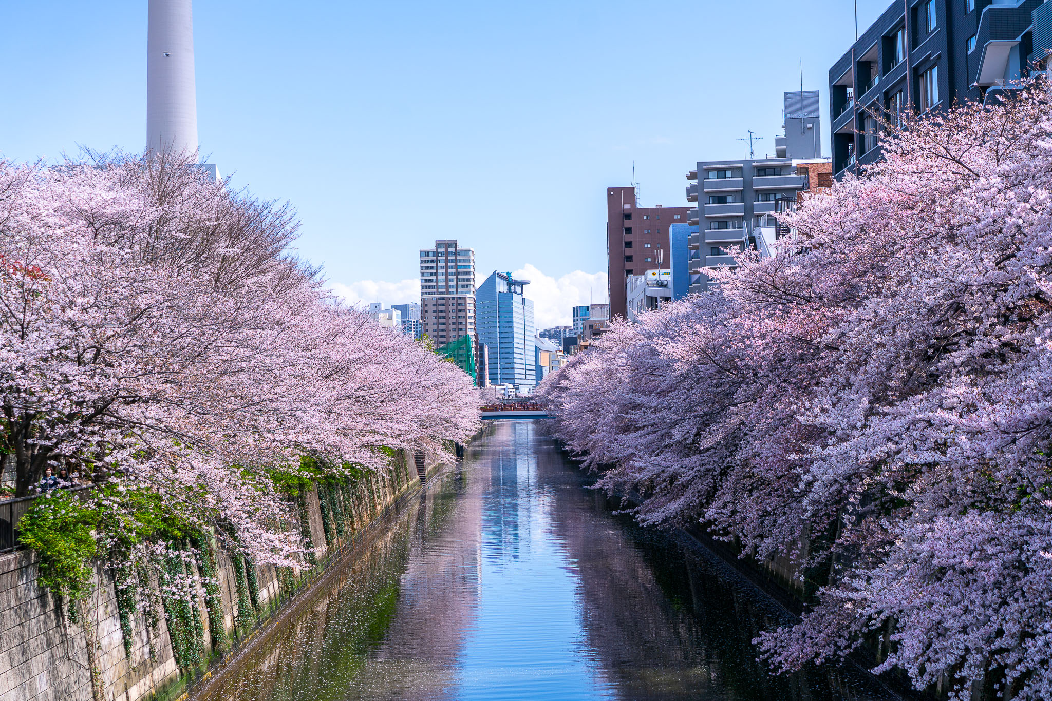 Meguro River cherry blossoms Tokyo — sakura canal photography