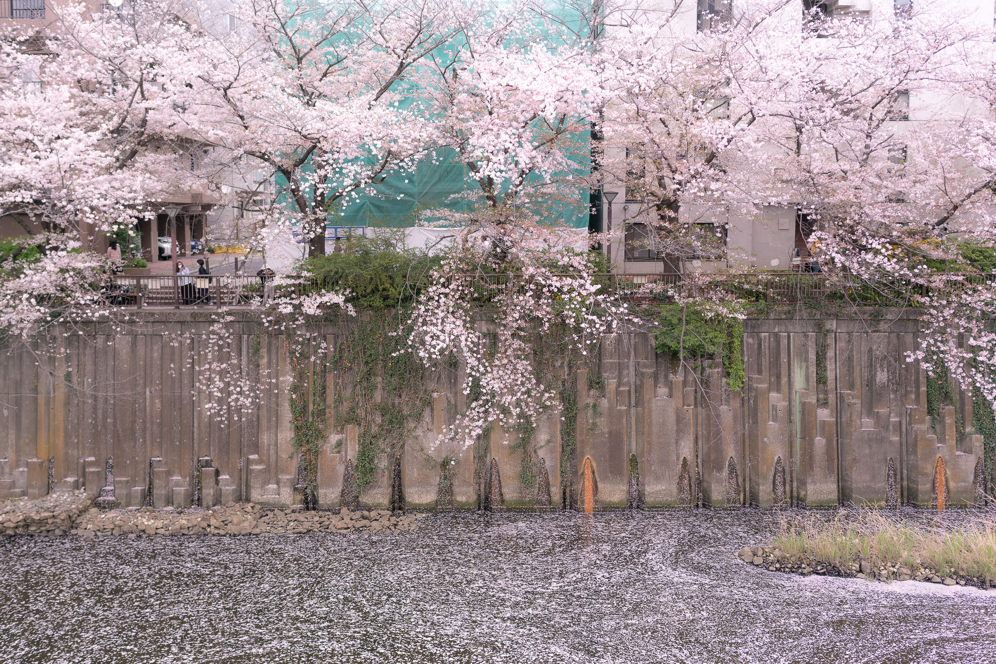 Meguro River sakura petals on water — hanafubuki Tokyo
