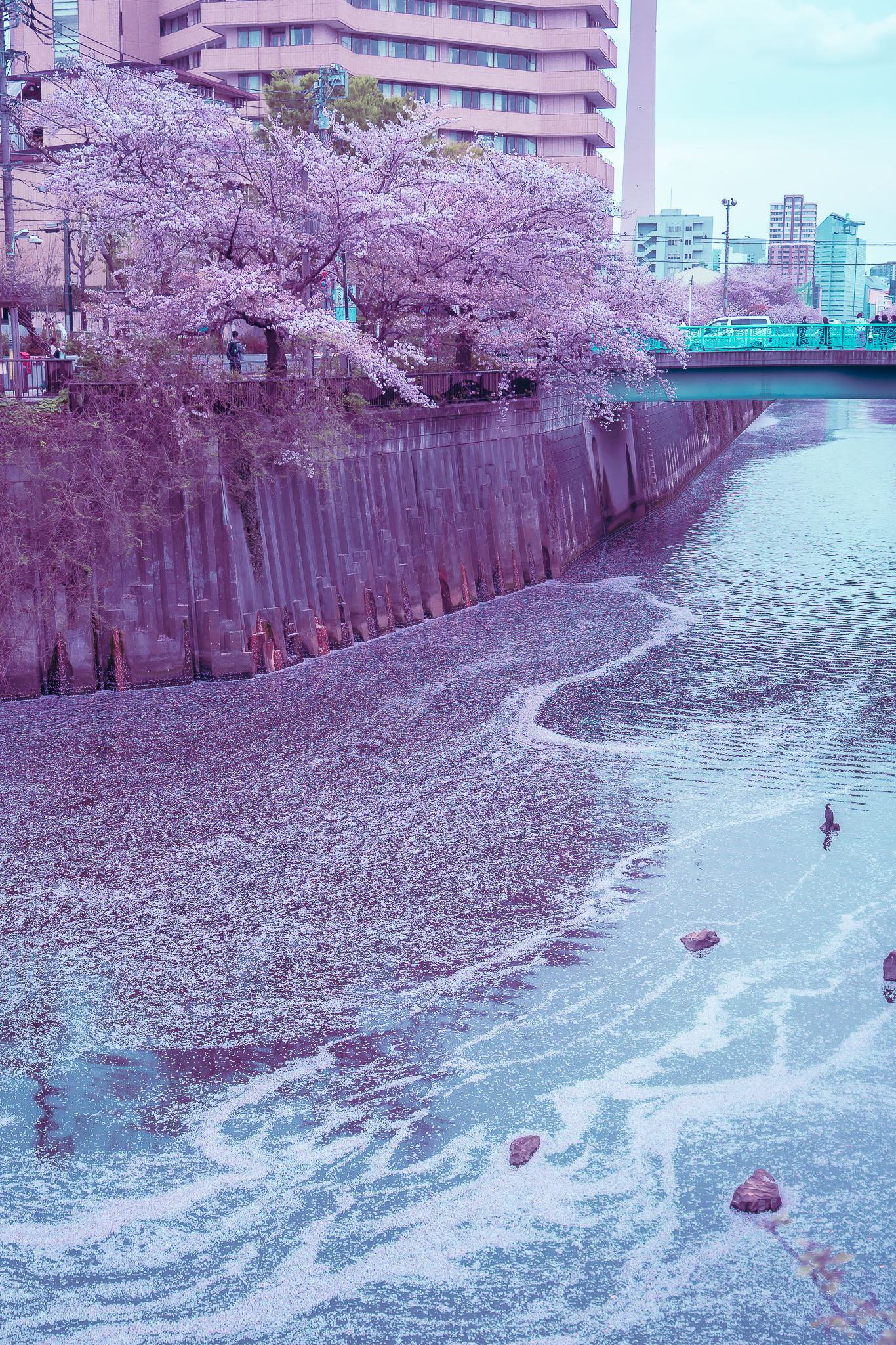 Tokyo sakura cherry blossoms spring — lesser known spots
