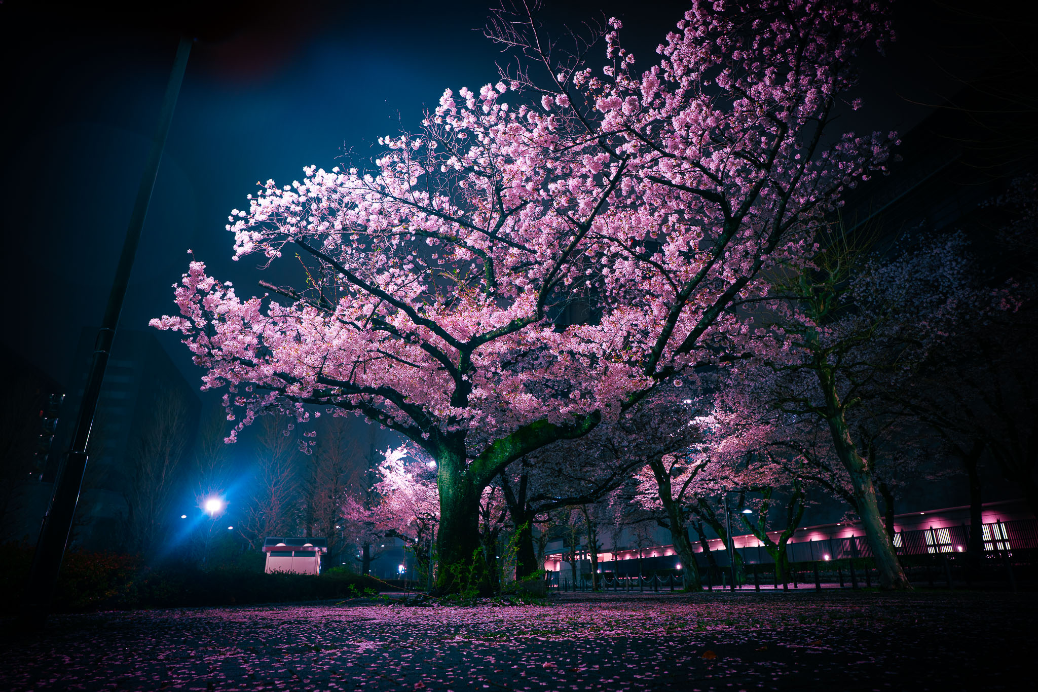 Sakura at night Tokyo — yozakura cherry blossom photography