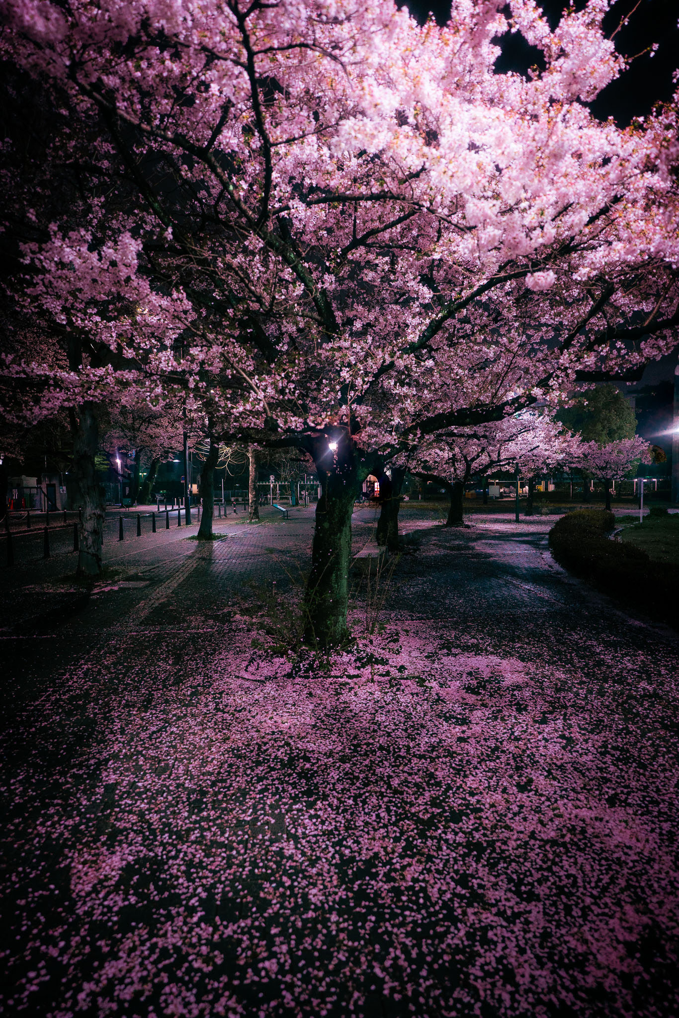Yozakura night sakura Tokyo park — cherry blossom petals on ground