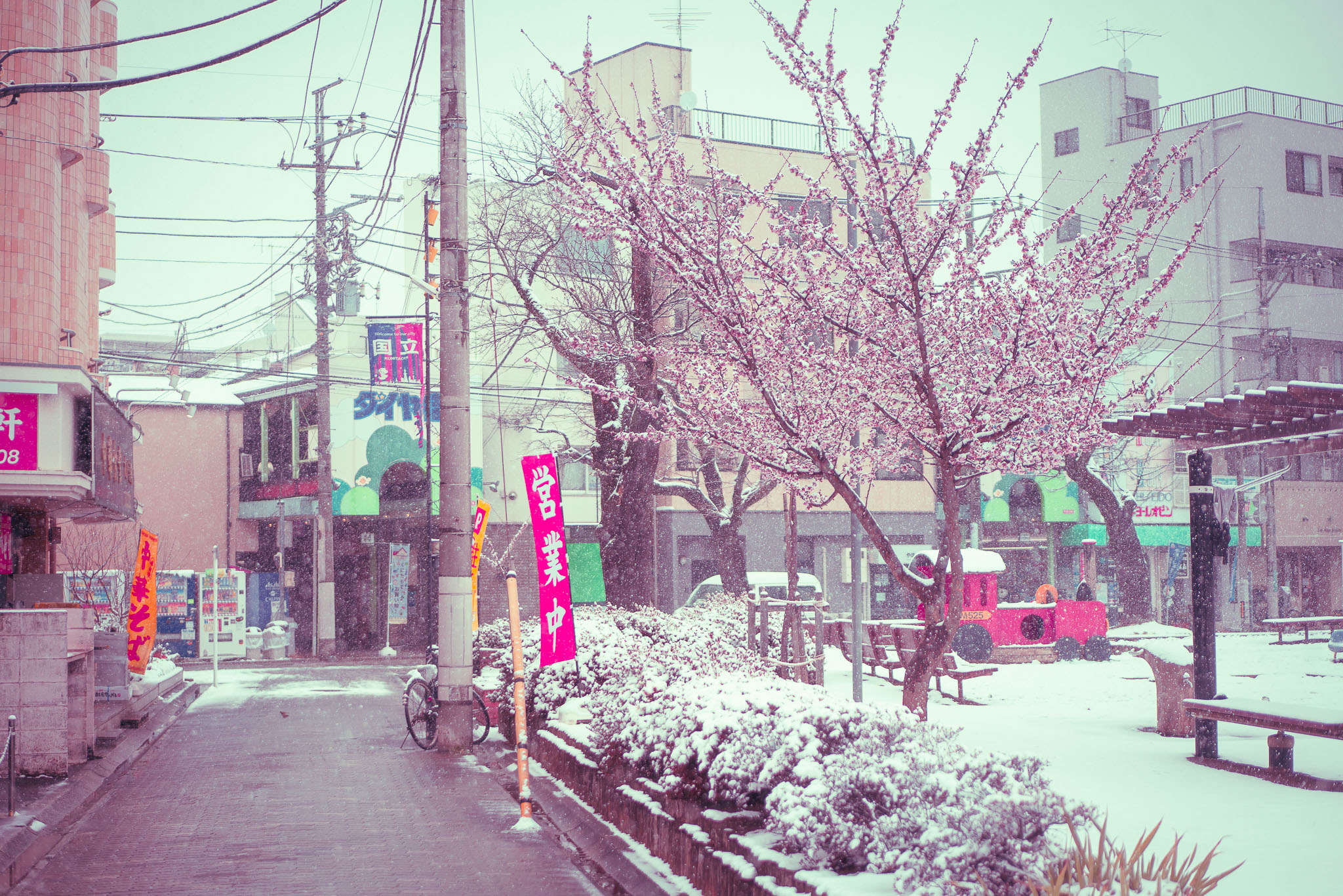 Sakura cherry blossoms in snow Tokyo — spring snowfall photography