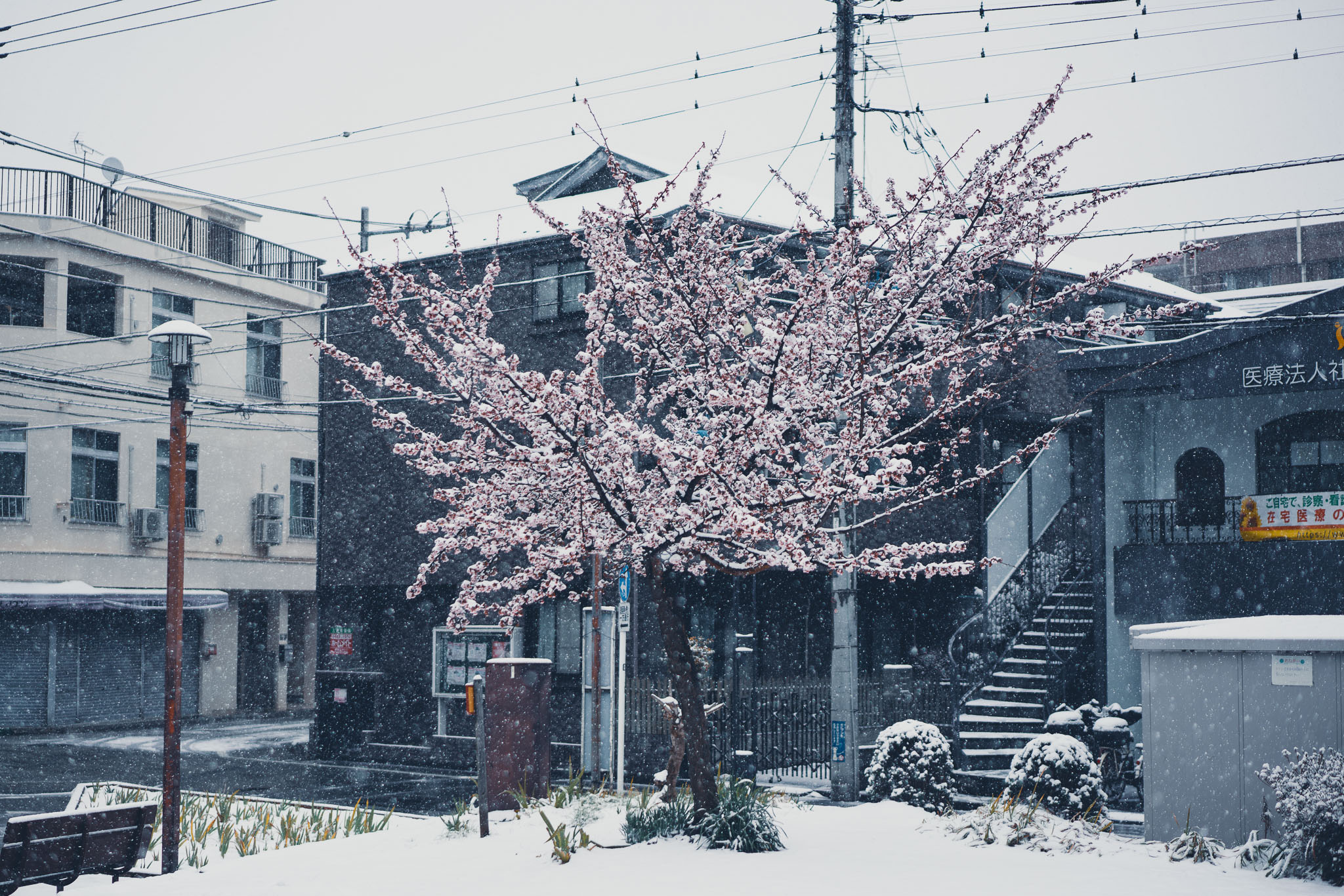 Cherry blossom tree with snow accumulation Tokyo — yuki sakura