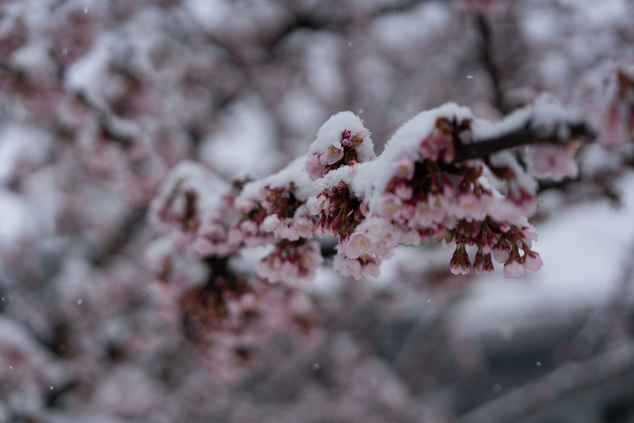 Tokyo street with sakura and snow — late winter spring photography